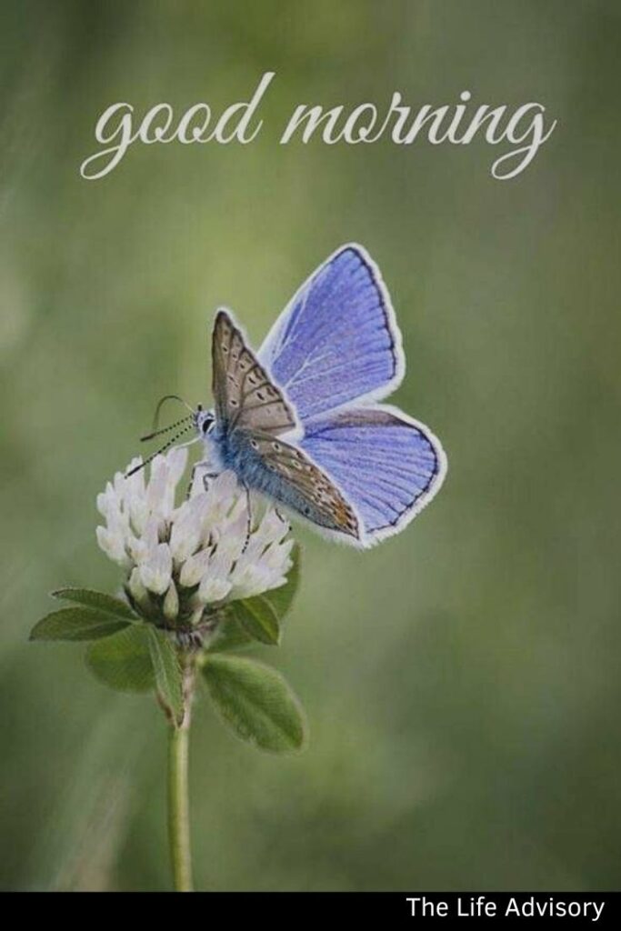 Good Morning Image with Butterfly
